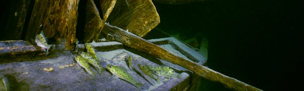 Werbellinsee - Dornbusch Wrack